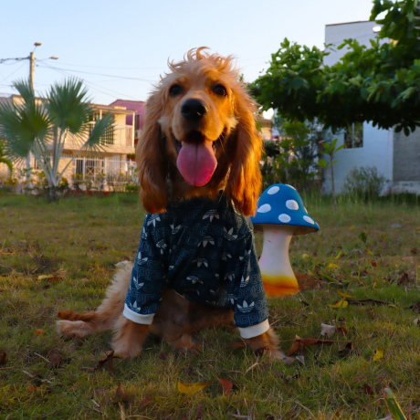 Camiseta AdiDog Azul Petróleo 